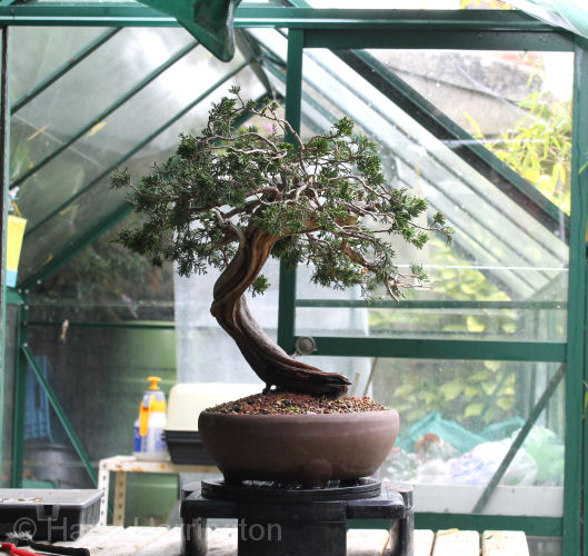juniper bonsai